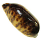 SEAURCO Testundinaria Cowrie