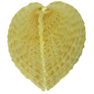 SEAURCO Heart Shaped Clams, Angel Wings Seashell Collectors Shell