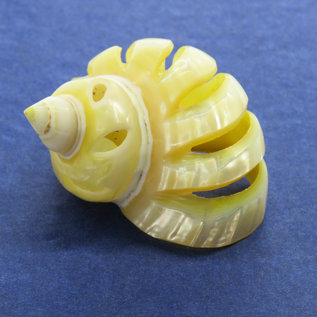 SEAURCO Gold Mother of Pearl Spiral Goldmouth 3cm