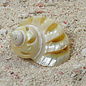 SEAURCO Gold Mother of Pearl Spiral Goldmouth 3cm