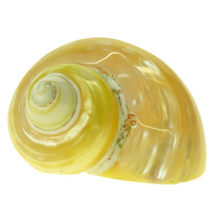 SEAURCO Large Goldmouth Mother of Pearl 4cm