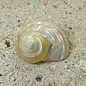 SEAURCO Large Goldmouth Mother of Pearl 4cm