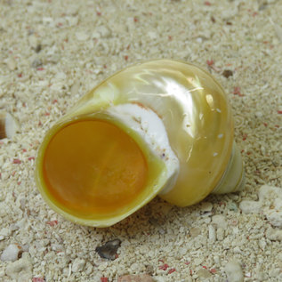 SEAURCO Large Goldmouth Mother of Pearl 4cm