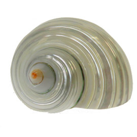 SEAURCO Mother of Pearl Silvermouth Turbo 4cm