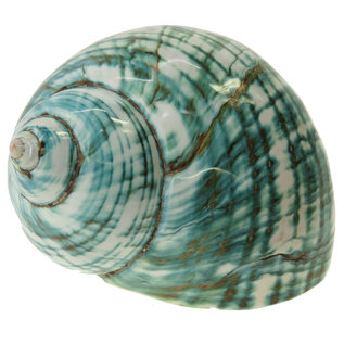 SEAURCO Polished Jade Turbo 9cm