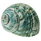 SEAURCO Polished Jade Turbo 9cm