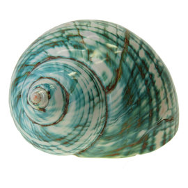 SEAURCO Polished Jade Turbo 9cm