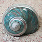 SEAURCO Polished Jade Turbo with Mother of Pearl Stripe 6cm