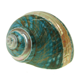 SEAURCO Polished Jade Turbo with Mother of Pearl Stripe 6cm