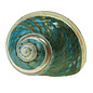SEAURCO Polished Jade Turbo with Mother of Pearl Stripe 6cm