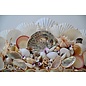 SEAURCO Large Assorted Shell Mirror