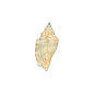 SEAURCO Ivory Bear Conch drilled - x 10