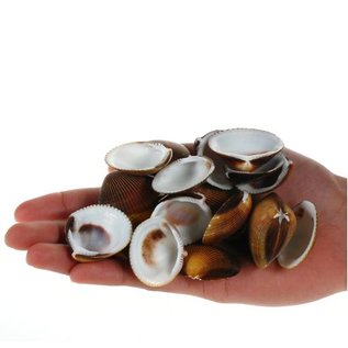 SEAURCO Assorted Brown Dog Cockles - drilled x 10