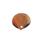 SEAURCO Assorted Brown Dog Cockles - drilled x 10
