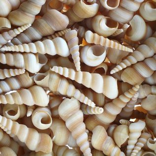 SEAURCO Giants Screwshells 5-8cm -drilled x10