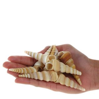 SEAURCO Giants Screwshells 5-8cm -drilled x10