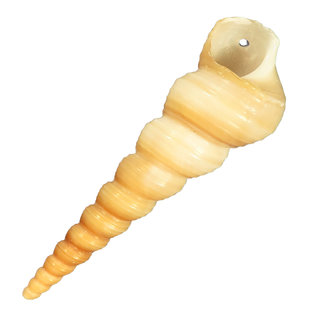 SEAURCO Giants Screwshells 5-8cm -drilled x10