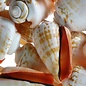 SEAURCO Blood Mouth Conch - drilled x 10