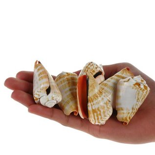 SEAURCO Blood Mouth Conch - drilled x 10