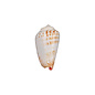 SEAURCO Blood Mouth Conch - drilled x 10
