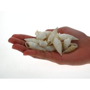 SEAURCO Small White Cerith (Vertigus) - drilled x 10