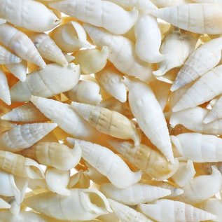 SEAURCO Small White Cerith (Vertigus) - drilled x 10