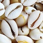 SEAURCO Assorted Golden Ringtop Cowries - Copy