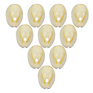 SEAURCO Assorted Golden Ringtop Cowries - Copy