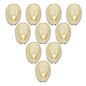 SEAURCO Ringtop Cowries - drilled x 10