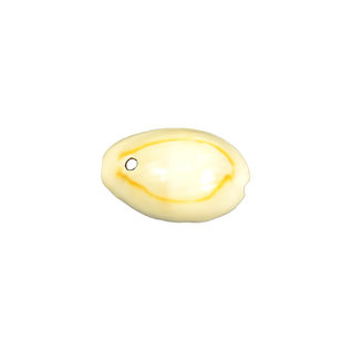 SEAURCO Ringtop Cowries - drilled x 10