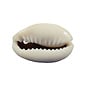 SEAURCO Ringtop Cowries - drilled x 10