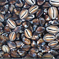 SEAURCO Assorted Snakeshead Cowries - drilled x 10