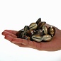 SEAURCO Assorted Snakeshead Cowries - drilled x 10