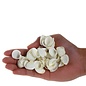 SEAURCO Assorted Whiterose Cockles - drilled x 10