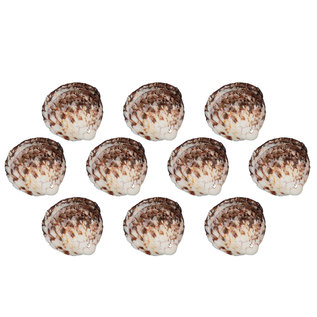 SEAURCO Tiger Cockles - drilled x 10
