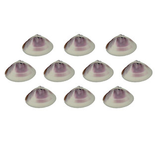 SEAURCO Purple Clams - drilled x 10