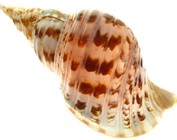 Large Shells