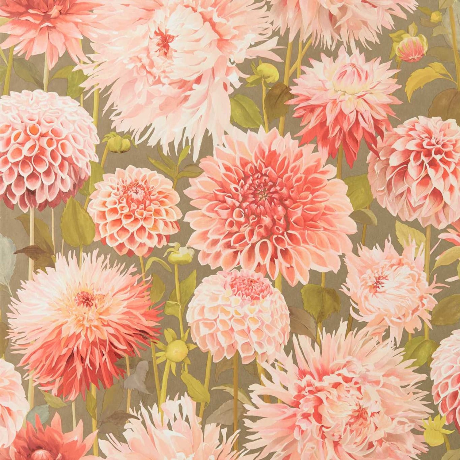 ＊Dahlia＊ページ Dahlia Page, Dahlia Gallery, Photos