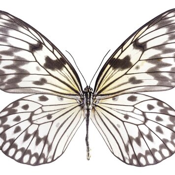 Naturalis Originals Natural History paneel - NATM-0008-0916 Naturalis Originals Natural History paneel - NATM-0008-0916