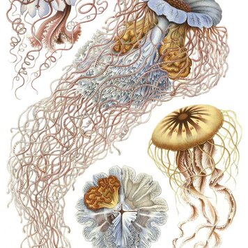 Naturalis Originals Natural History paneel - NATM-0008-0118 Naturalis Originals Natural History paneel - NATM-0008-0118