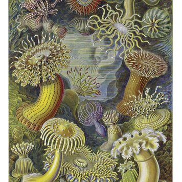 Naturalis Originals Natural History paneel - NATM-0016-0916 Naturalis Originals Natural History paneel - NATM-0016-0916