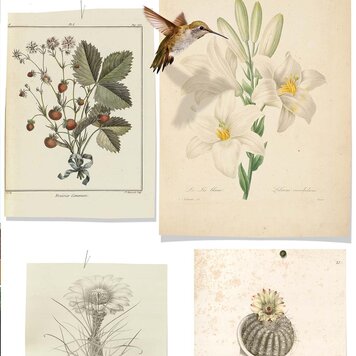 Naturalis Originals Natural History paneel - NATR-0045-0919 Naturalis Originals Natural History paneel - NATR-0045-0919