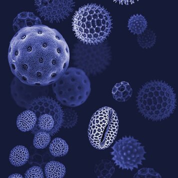 Naturalis Originals Natural History paneel - NATR-0011-1015 Naturalis Originals Natural History paneel - NATR-0011-1015