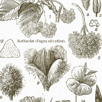 Naturalis Originals Natural History paneel - NATR-0019-0916 Naturalis Originals Natural History paneel - NATR-0019-0916