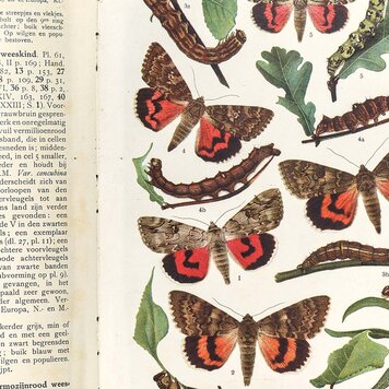 Naturalis Originals Natural History paneel - NATR-0054-0919 Naturalis Originals Natural History paneel - NATR-0054-0919