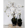 HEM Levensechte Kunst Orchidee / Phalaenopsis plant 75 cm met zwarte pot ( 5-taks vol bloemen) kleur Wit - Kunstplant