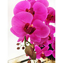 HEM Levensechte Kunst Orchidee / Phalaenopsis plant 75 cm met pot ( 5-taks vol bloemen) kleur Roze - Kunstplant