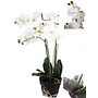 HEM Levensechte Kunst Orchidee / Phalaenopsis plant 75 cm met zwarte pot ( 5-taks vol bloemen) kleur Wit - Kunstplant