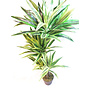 HEM Levensechte Kunst Dracaena Lemon Lime 120 cm met pot  - Kunstplant