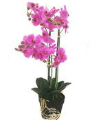 HEM Levensechte Kunst Orchidee / Phalaenopsis plant 75 cm met pot